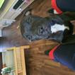 ray-ban, Staffordshire Bull Terrier