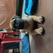Fury, Bullmastiff
