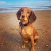 Pippin