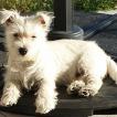 Ruby, Westies