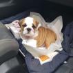 PROOT, Bulldog