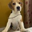 Doodle, Beagle