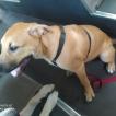 gaia, Presa canario