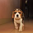 Choco, Beagle