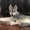 Sandy, Husky Siberiano