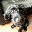 Gustav, Schnauzer Gigante