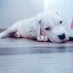 Nala, Dogo Argentino