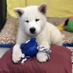 Kyra, Akita Japonés