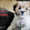 Kishmish, Lhassa Apso