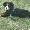 abby, Bernese Cattle Dogs