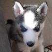 Rai, Husky Siberiano
