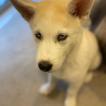 Ozai, Husky Siberiano