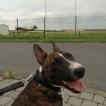 Mara, Bull Terrier