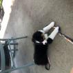 Theo, Australian Shepherd