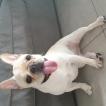 Toastoey, Bouledogue francese