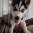 Karma, Husky Siberiano