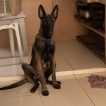 Dior, Pastor Belga Malinois