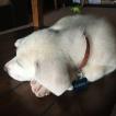 Gordie
