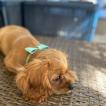 Dash, Cavalier King Charles Spaniel