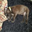 Randa, Staffordshire Bull Terrier