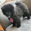 Haskell Furry, Chow Chow