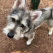 Idefix, Andere Hunde