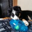 T. Baby, Berger Australien