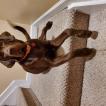 Rafa, Labrador Retriever