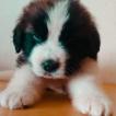 Riley, San Bernardo