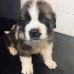 Otis, Otros perros