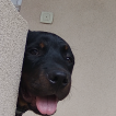 Enzo, Rottweiler