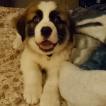 Gypsy Rayne Johnson, San Bernardo