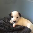 Lhasa, Jack Russell Terrier