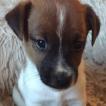 Berbert, Jack Russell Terrier