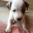 Raphia, Parson Jack Russell Terrier (De Pelaje Corto - Suave)