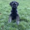 Margo, Schnauzer Gigante