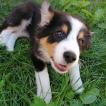 Rhapsody, Pastor Australiano