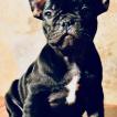 Lola Dior, French bulldog