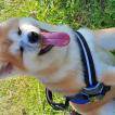 Hikaru, Akita Inu
