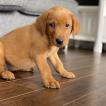 Tokyo, Labrador Retriever