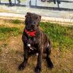 Kamal, Staffordshire Bull Terrier