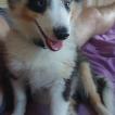 Ragnar, Otros perros