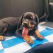 Hermès, Rottweiler