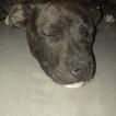 Biggy, Staffordshire Bullterrier