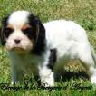 Raven, Cavalier King Charles Spaniel