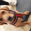 milo, Labrador Retriever