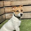 Gizmo, Parson Jack Russell Terrier (De Pelaje Corto - Suave)