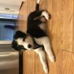 Zylo, Australian Shepherd