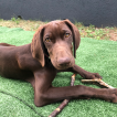 Mango, German Shorthaired Pointer