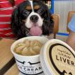 Tim, Cavalier King Charles spaniel